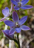 Thelymitra media Tall Sun-orchid